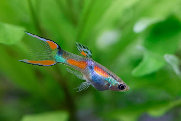 poisson guppy d’endler de type sauvage (poecilia wingei) avec fond de nature tropicale. - guppy poisson photos et images de collection