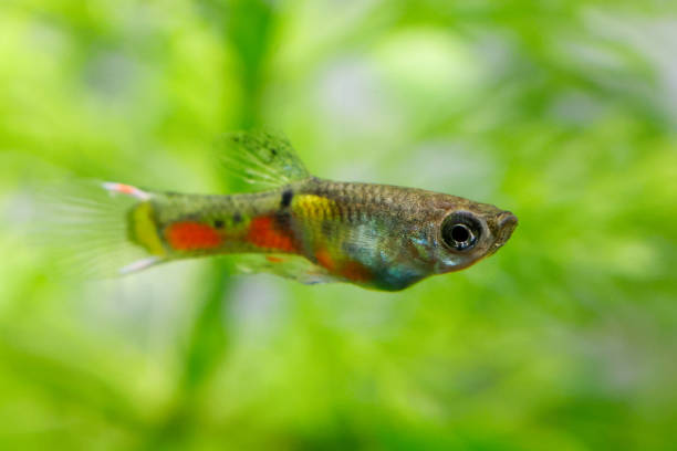 istock Wild type endler's guppy fish (Poecilia wingei) with tropical nature background. 1802238353