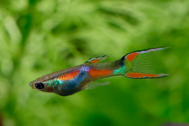 istock Wild type endler's guppy fish (Poecilia wingei) with tropical nature background. 1802238366