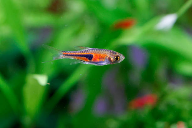 istock False Harlequin rasbora, Lambchop rasbora, scientific name is Trigonostigma espei, in freshwater aquarium. 1802239449