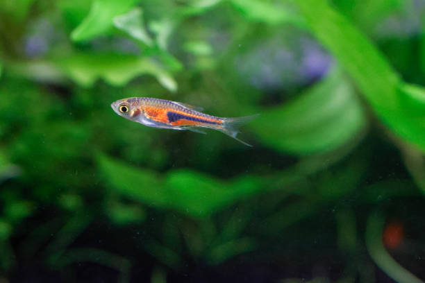 istock False Harlequin rasbora, Lambchop rasbora, scientific name is Trigonostigma espei, in freshwater aquarium. 1802239967