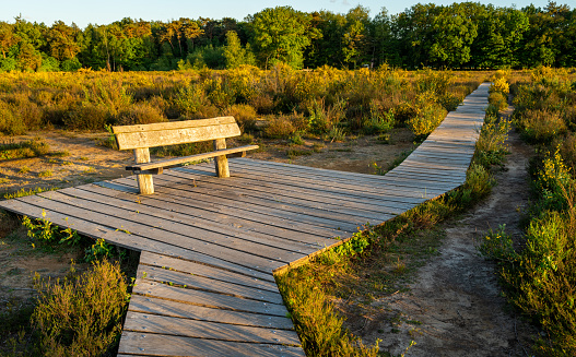 Wooden decking path with bench in Mastbos forest, Breda, North Brabant