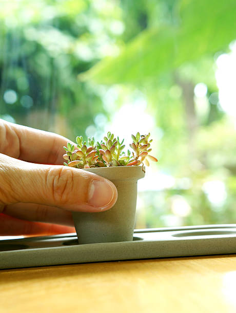 istock Hand put a little pot of cactus 180224974