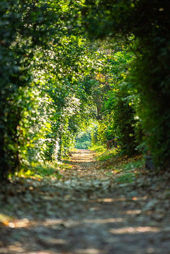 Beautiful straight long walkway with tree leaf tunnel and sunlight in the morning. Nature and outdoor scene photo.