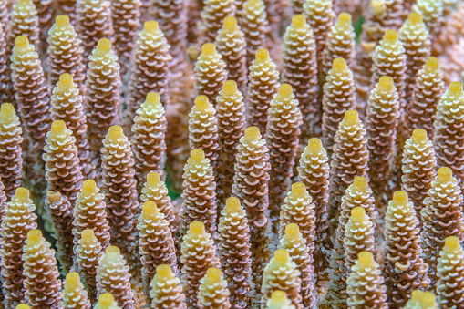 Detail of hard coral. Underwater life of a coral reef close up, ideal for texture or screensaver