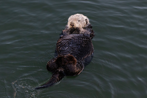 Sea otter (Enhydra lutris) Floating on its back, in Morro Bay, California.