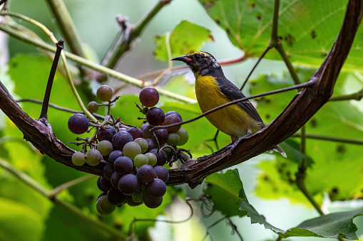 Bananaquit (Coereba flaveola) perched on a hanging grapevine, on the island of Aruba. Large bunch of grapes hang next to the bird.
