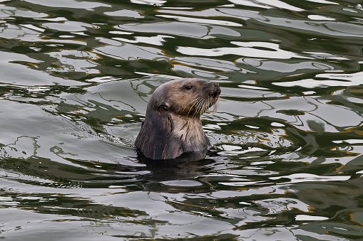 Close-up wild sea otter (Enhydra lutris) resting, while sitting up and looking around. There are small ripples in the water reflecting the sky and clouds above the bay.\n\nTaken in Moss Landing, California. USA