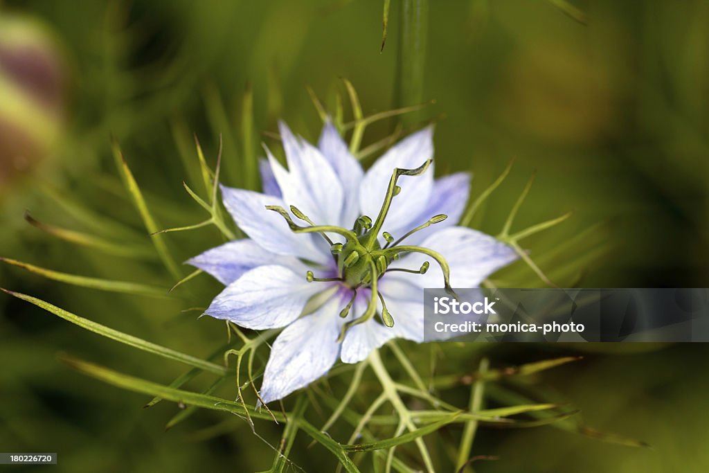 pasque Blume, Pulsatilla patens Pasqueflowers - Lizenzfrei Baumblüte Stock-Foto