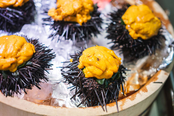 Raw sea urchin meat for sashimi cooking, placed on iced basket at the fish market. Japanese food object photo, close-up and selective focus.