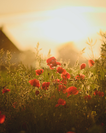 Poppy field, panoramic nature background, selective focus