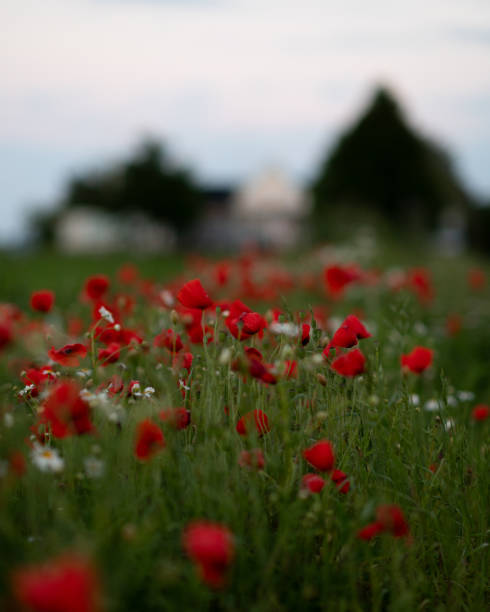 Field with wildflowers and poppy in south of Sweden