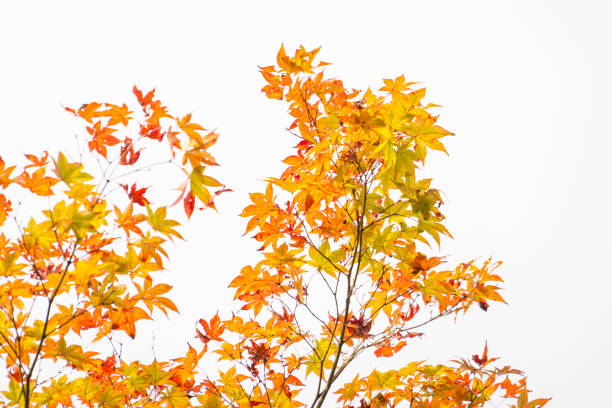 autumn leaves
