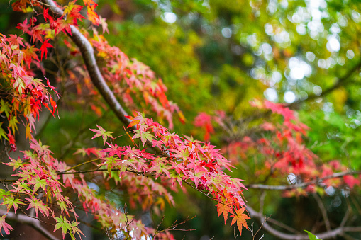 Bright red and orange tree leaf in autumn season. Natural background photo scene. Close-up and selective focus.