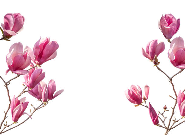 istock magnolia flowers isolated on white 1802276057