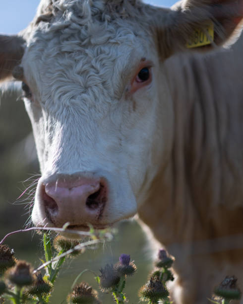istock Portrait of a cow 1802276568