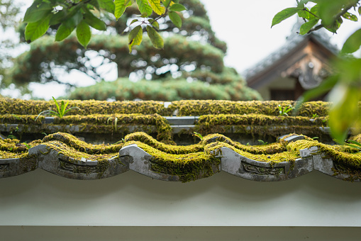 Japanese classic design wall and roof structure with greenery moss covered on it surface. Building structure and object photo, selective focus.