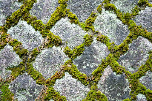 Cobblestone ground with greenery moss was growth around to broder. Walkway path at the public park.