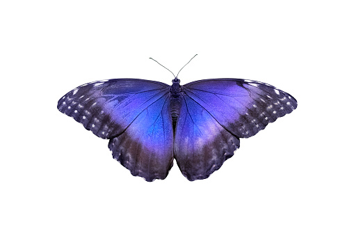 Tropical blue morpho butterfly (Morpho Peleides) isolated on white background