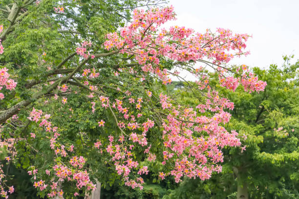 istock pink silk floss tree flower isolated on blue sky background 1802285643
