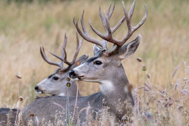 istock Two antlered white tail deer stand alert in a meadow 1802289418