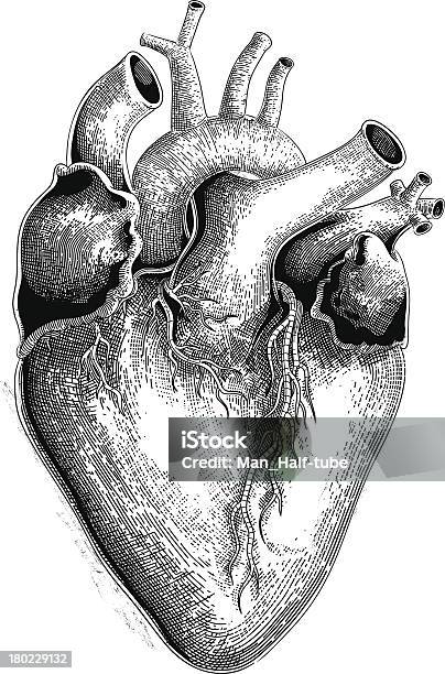 Ilustración de Corazón Humano y más Vectores Libres de Derechos de Corazón humano - Corazón humano, Grabado - Objeto fabricado, Grabado - Técnica de ilustración