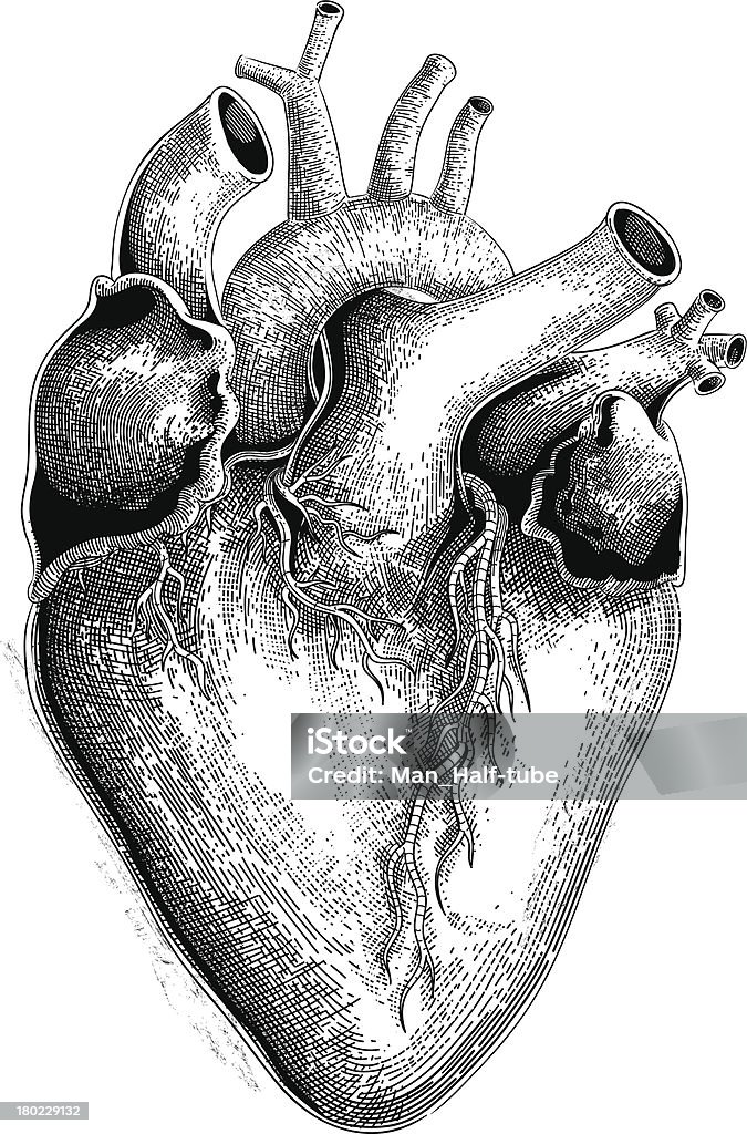 Human heart (vector) Human heart in engraving style. Human Heart stock vector