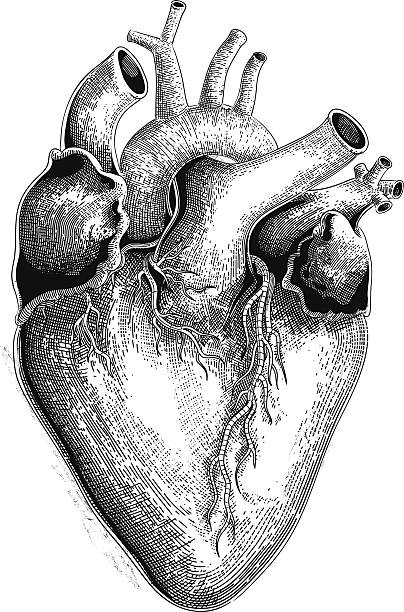 Human heart (vector) Human heart in engraving style. woodcut illustrations stock illustrations