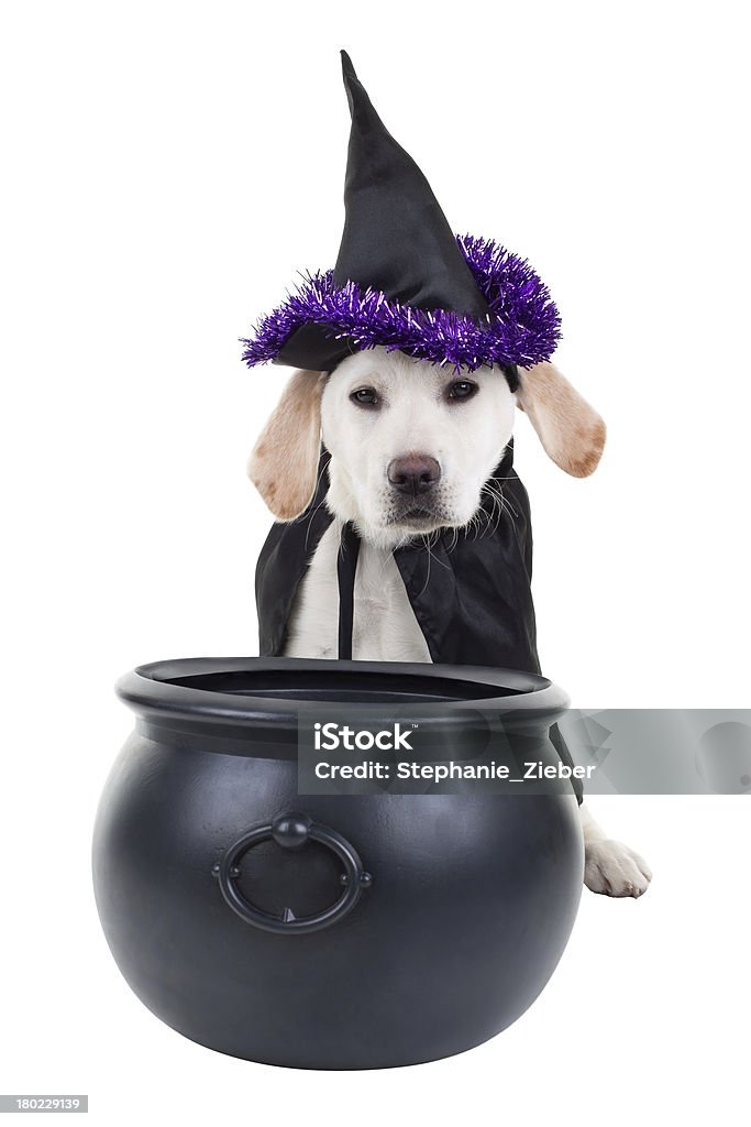 Halloween Dog Halloween witch Labrador retriever puppy dog isolated on white Halloween Stock Photo