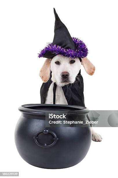 Halloween Dog Stock Photo - Download Image Now - Halloween, Dog, White Background