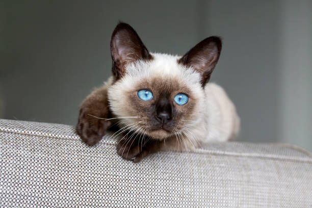 istock Cute kitten siamese cat indoor 1802293903