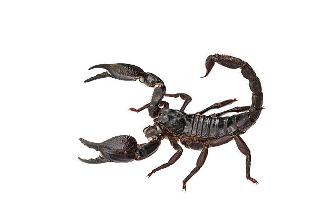 Asian giant forest scorpion (Heterometrus laoticus) stock photo