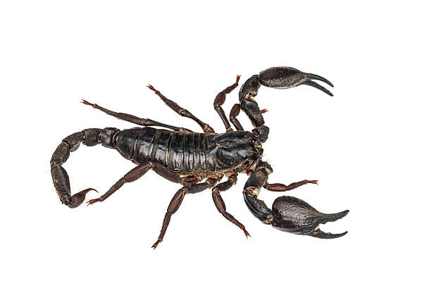 istock Asian giant forest scorpion (Heterometrus laoticus) 180229512
