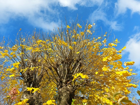 yellow leaves against a blue sky