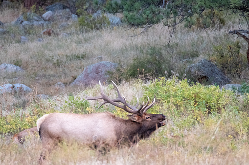 A bull elk bugles in a field during the mating season in Rocky Mountain National Park in Colorado.