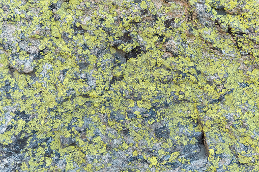 Mossy green lichen growing in splotches over a grey stone face.
