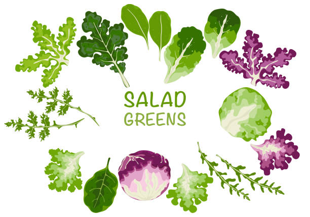Set of vector vegetable salad, leafy vegetables Organic vegetarian food, and healthy food. Salad icon. We isolated vector illustrations on a white background. Set of vector vegetable salad, leafy vegetables Organic vegetarian food, and healthy food. Salad icon. We isolated vector illustrations on a white background. white background chicory isolated white stock illustrations