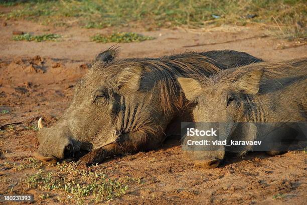 Photo libre de droit de Deux Warthogs De Chutes De Murchison Np En Ouganda banque d'images et plus d'images libres de droit de Cochon domestique
