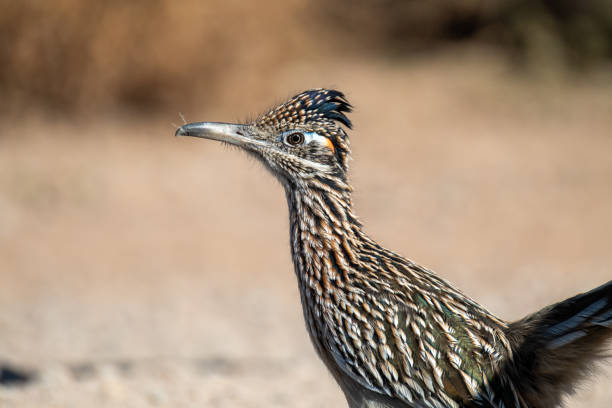 istock A roadrunner shown in profile looking to the left, on a sunny day with direct light in the desert 1802314921