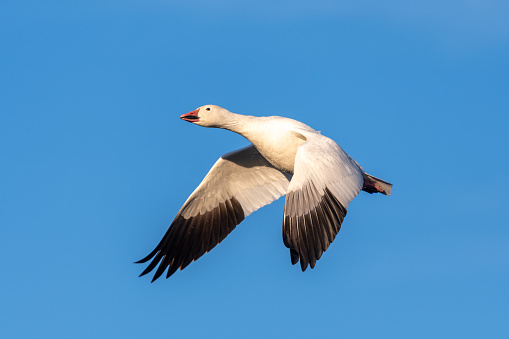 Close up of a snow goose in flight, its white wings stand out in contrast with the vibrant blue of the sky.