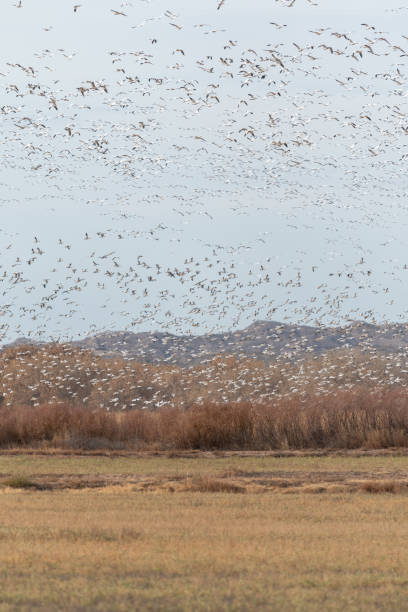 tausende von schneegänsen füllen den himmel während der winterwanderung im bosque del apache national wildlife refuge in new mexico. - snow dune stock-fotos und bilder