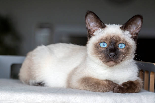 istock Cute kitten siamese cat indoor 1802327729