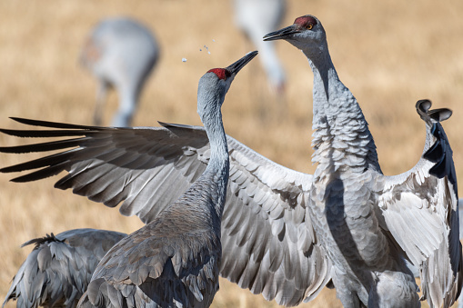 Two Sandhill Cranes establishing a pecking order in a field during the winter migration, grey, red, yellow, birds, dance, elegant