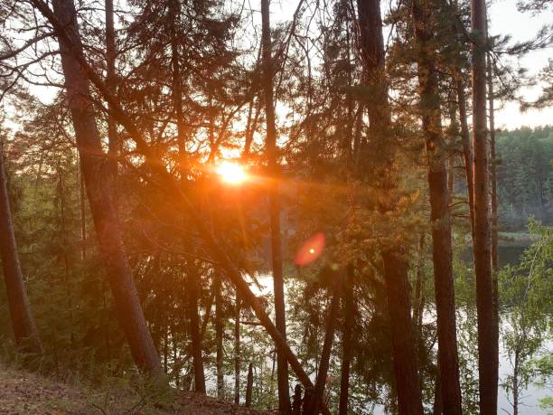 istock sunset in the woods 1802335940