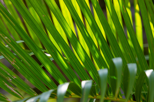 Sunlight on green lines of palm brench leaves
