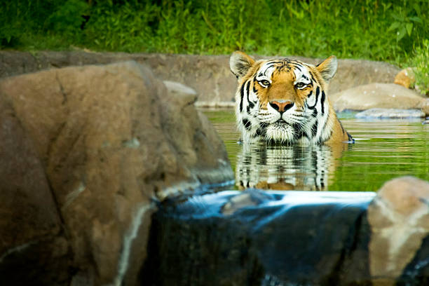 This Malayan Tiger cools off from the summer heat by taking a dip in it's pool at the local zoo.
