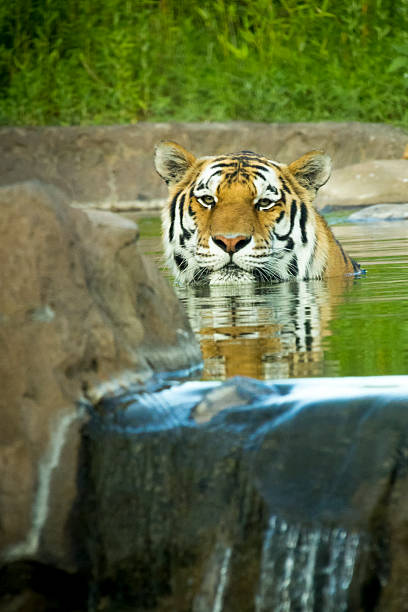 This Malayan Tiger cools off from the summer heat by taking a dip in it's pool at the local zoo.