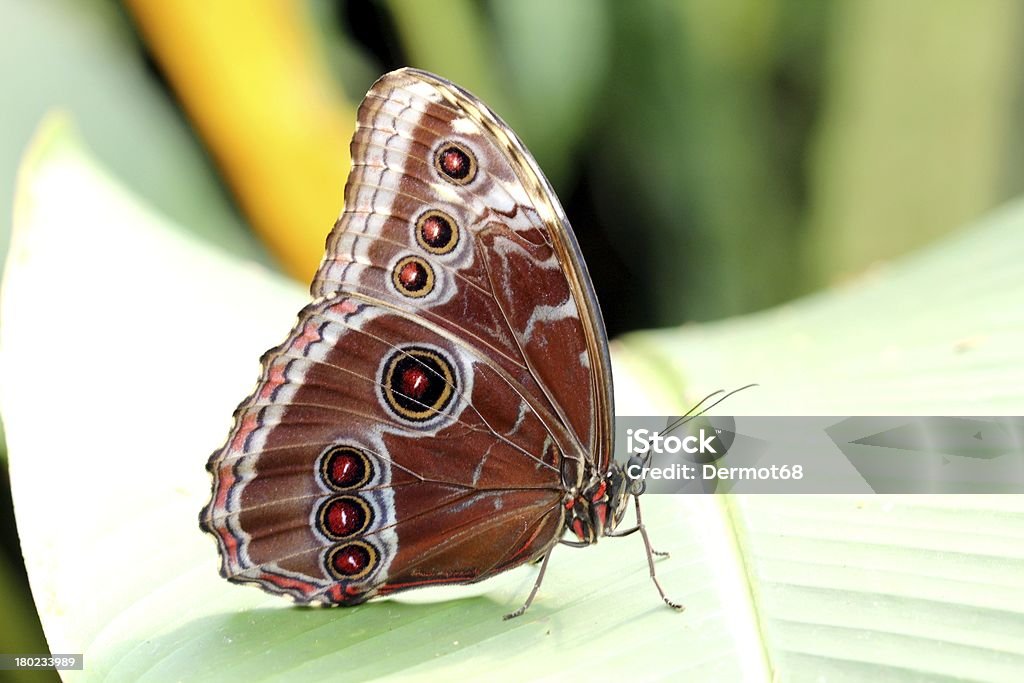 Farfalla marrone su foglia, Repubblica Ceca - Foto stock royalty-free di Ala di animale