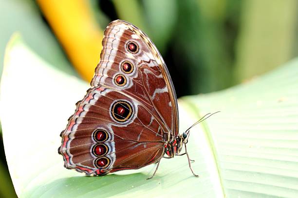 istock Brown Butterfly on Leaf, Czech republic 180233989