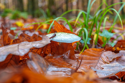 beautiful closeup of forest mushrooms in grass, autumn season. little fresh mushrooms, growing in Autumn Forest. mushrooms and leafs in forest. Mushroom picking concept. Magical